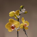 Orchid Bloom Earrings