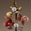 Orchid Ring