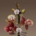 Orchid Studs/Clips